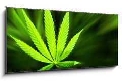 Obraz 1D panorama - 120 x 50 cm F_AB42226543 - Marijuana background