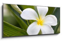 Obraz 1D panorama - 120 x 50 cm F_AB42353614 - tropical flowers frangipani (plumeria)