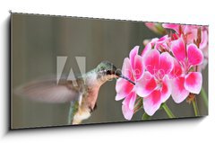 Sklenn obraz 1D panorama - 120 x 50 cm F_AB42378614 - Hummingbird Feeding - Kolibk krmen