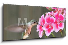 Sklenn obraz 1D panorama - 120 x 50 cm F_AB42378614 - Hummingbird Feeding