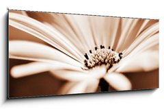 Obraz   pretty daisy, shallow depth of field, 120 x 50 cm