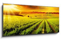 Obraz   Stunning Vineyard Sunset, 120 x 50 cm