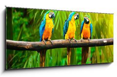 Sklenn obraz 1D panorama - 120 x 50 cm F_AB42532067 - Blue-and-Yellow Macaw - Modr