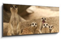 Sklenn obraz 1D panorama - 120 x 50 cm F_AB42641271 - Portrait group of meerkat