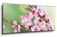 Skleněný obraz 1D - 120 x 50 cm F_AB42824087 - beautiful pink peach blossom on green background - krásná růžová broskvový květ na zeleném pozadí