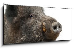 Obraz   Wild boar, also wild pig, Sus scrofa years old, 120 x 50 cm