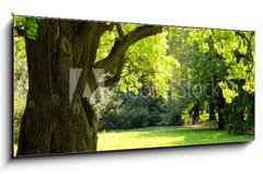 Sklenn obraz 1D panorama - 120 x 50 cm F_AB42887585 - Mighty oak tree - Mocn dub