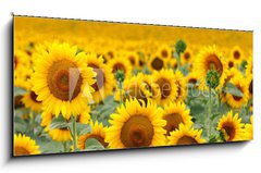 Obraz 1D - 120 x 50 cm F_AB43246841 - Beautiful sunflower field