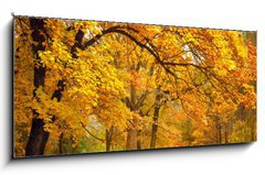 Obraz   Autumn / Gold Trees in a park, 120 x 50 cm