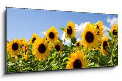 Obraz 1D - 120 x 50 cm F_AB43441977 - Sonnenblumen - slunenice