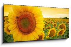 Skleněný obraz 1D panorama - 120 x 50 cm F_AB43673219 - Sunflower field - Slunečnicové pole