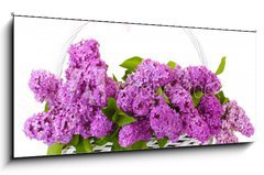 Sklenn obraz 1D panorama - 120 x 50 cm F_AB43978997 - beautiful lilac flowers in basket isolated on white