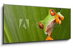 Obraz 1D panorama - 120 x 50 cm F_AB43998822 - red eyed tree frog peeping - erven oi strom ba peeping