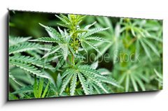 Sklenn obraz 1D panorama - 120 x 50 cm F_AB44012668 - marijuana - marihuana