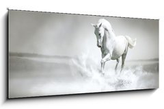 Sklenn obraz 1D - 120 x 50 cm F_AB44040203 - White horse running through water - Bl k protk vodou