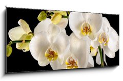 Obraz 1D panorama - 120 x 50 cm F_AB44455446 - White orchids on the black background