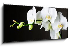 Obraz 1D panorama - 120 x 50 cm F_AB44550802 - Close-up of white orchids (phalaenopsis) against dark background