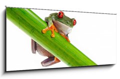 Obraz 1D panorama - 120 x 50 cm F_AB45097873 - Green Frog with red eye. - Zelen ba s ervenm okem.