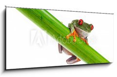 Obraz 1D panorama - 120 x 50 cm F_AB45099482 - Green Frog with red eye. - Zelen ba s ervenm okem.