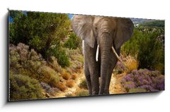 Obraz 1D panorama - 120 x 50 cm F_AB45496510 - Elephant walking on the road at sunset