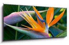 Sklenn obraz 1D panorama - 120 x 50 cm F_AB4597308 - Bird of paradise - Rajsk ptk