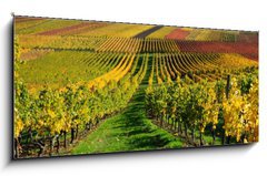 Obraz   Vineyards in autumn colours. The Rhine valley, Germany, 120 x 50 cm