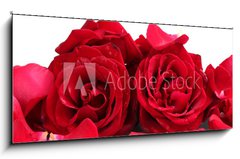 Obraz 1D panorama - 120 x 50 cm F_AB46400536 - beautiful red roses and petals isolated on white