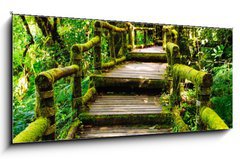 Obraz   Wood walkway, 120 x 50 cm