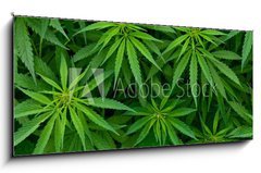 Sklenn obraz 1D panorama - 120 x 50 cm F_AB46939324 - Marijuana - Marihuana