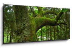 Obraz   Mighty oak., 120 x 50 cm