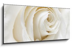 Obraz   white rose, 120 x 50 cm