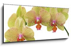 Obraz 1D panorama - 120 x 50 cm F_AB4976383 - bunch of yellow orchid flowers - banda lutch kvt orchideje