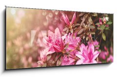 Obraz 1D panorama - 120 x 50 cm F_AB49992650 - Spring Azaleas in Soft Sunlight