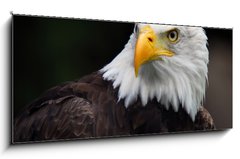 Sklenn obraz 1D panorama - 120 x 50 cm F_AB5007416 - American Bald Eagle (Haliaeetus leucocephalus) - Americk orel blohlav (Haliaeetus leucocephalus)