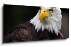 Obraz   American Bald Eagle (Haliaeetus leucocephalus), 120 x 50 cm