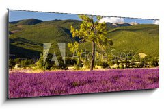 Obraz 1D panorama - 120 x 50 cm F_AB51603534 - Campi di Lavanda a Valensole Provenza, Francia