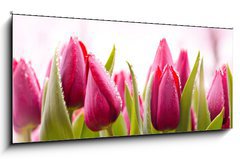 Obraz 1D panorama - 120 x 50 cm F_AB51930622 - Fresh Tulips with Dew Drops