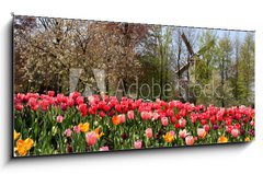 Sklenn obraz 1D - 120 x 50 cm F_AB52173694 - Holland windmills and tulips