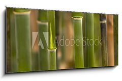 Sklenn obraz 1D panorama - 120 x 50 cm F_AB52810191 - Bambus