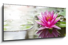 Obraz 1D - 120 x 50 cm F_AB52988888 - Pink lotus - Rov lotos