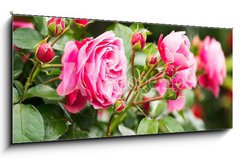 Skleněný obraz 1D - 120 x 50 cm F_AB53076868 - Rosa Rose - Růžová růže