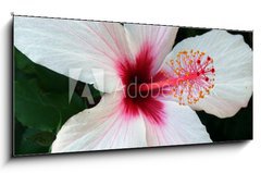 Sklenn obraz 1D panorama - 120 x 50 cm F_AB5310630 - flor