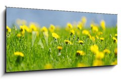 Obraz   Yellow dandelions, 120 x 50 cm