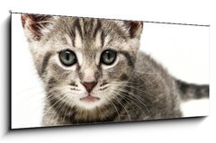 Sklenn obraz 1D - 120 x 50 cm F_AB53218691 - little kitten