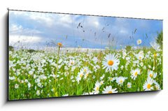 Obraz 1D - 120 x 50 cm F_AB54073835 - many chamomile flowers over blue sky - mnoho hemnek kvtiny nad modrou oblohou