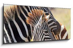 Sklenn obraz 1D panorama - 120 x 50 cm F_AB54195512 - Baby zebra with mother
