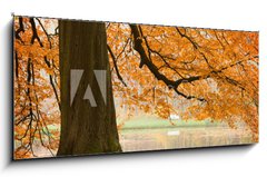 Obraz 1D panorama - 120 x 50 cm F_AB54618270 - Old beech tree - Star buk