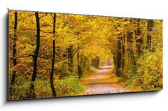 Sklenn obraz 1D panorama - 120 x 50 cm F_AB55873204 - Autumn forest