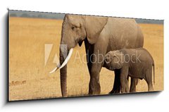Sklenn obraz 1D - 120 x 50 cm F_AB57159640 - African elephant with calf, Amboseli National Park