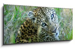 Obraz 1D panorama - 120 x 50 cm F_AB5752327 - Leopard